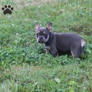 Twinkles, French Bulldog Puppy